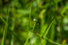 モウセンゴケの花