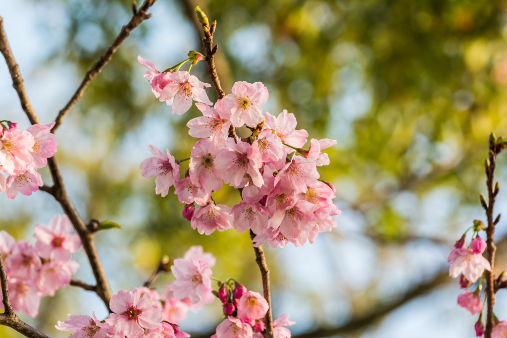 堀端のヨウコウサクラ-1