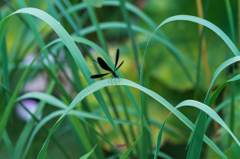 ハグロトンボ-1