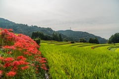江里山の彼岸花-10