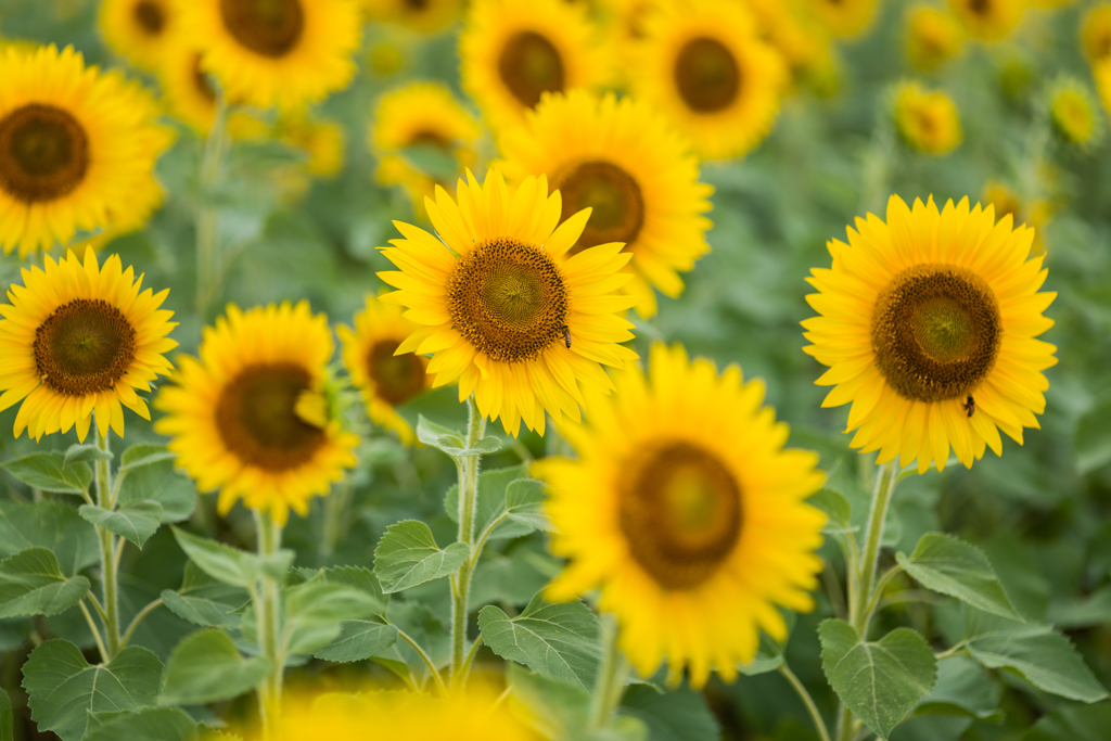 渕のひまわり-3