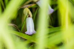 ナンバンギセル