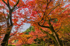 九年庵-主屋前の庭_2014.11.20-4