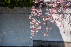 専修寺のしだれ桜-2