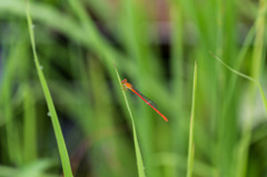 ベニイトトンボ-1