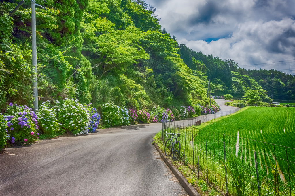 古湯山なか紫陽花の道