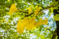 白石神社のイチョウ