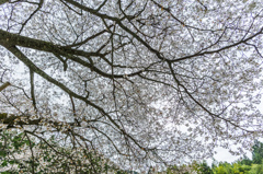 旧久保山分校の山桜-4