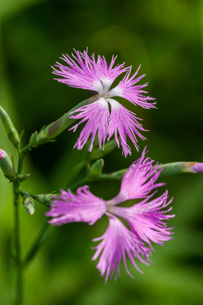 カワラナデシコ