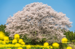 馬場の山桜-15