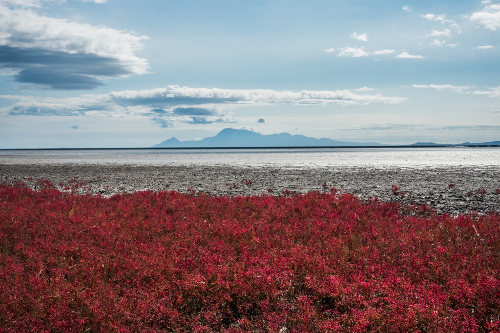 シチメンソウと雲仙