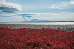 シチメンソウと雲仙