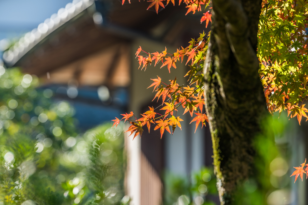 夢想庵の紅葉