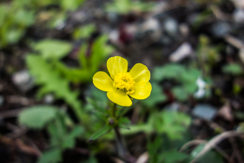 ウマノアシガタ
