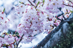 雨に打たれた桜