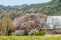 宝珠寺のヒメシダレ-1