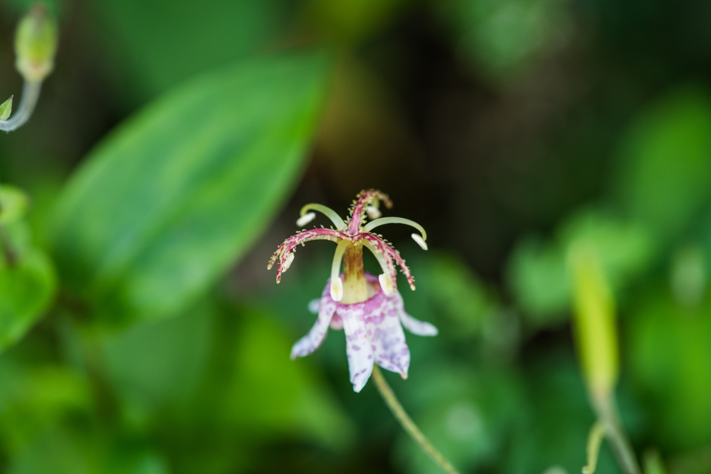 ヤマホトトギス