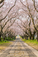 円応寺の桜並木-1