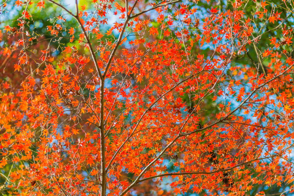 若宮八幡宮の紅葉-9