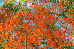 若宮八幡宮の紅葉-9