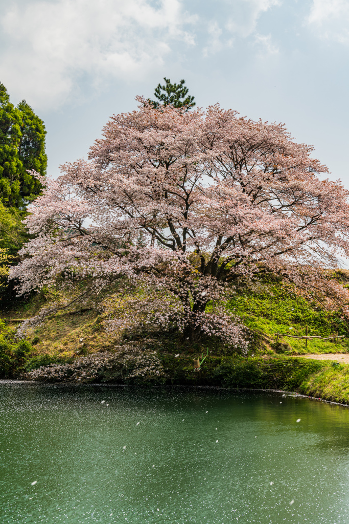 桜吹雪