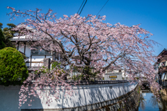 専修寺のしだれ桜-1