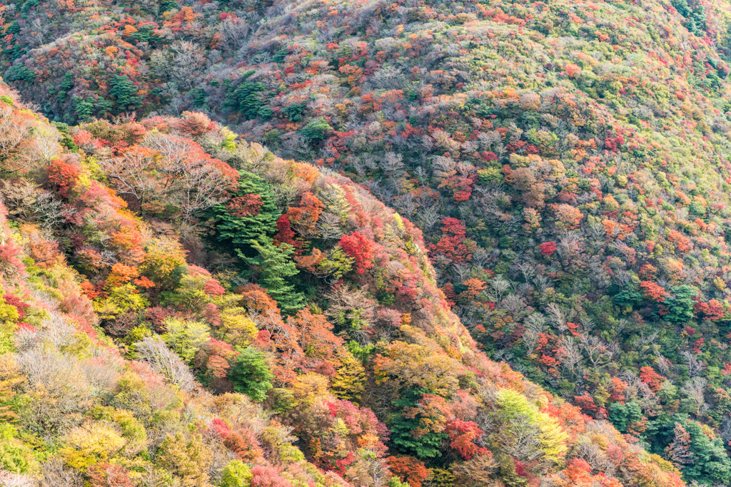 紅葉谷