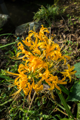 黄色いヒガンバナ