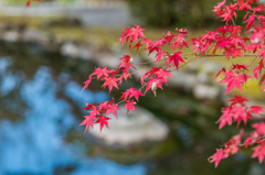 西渓公園-6
