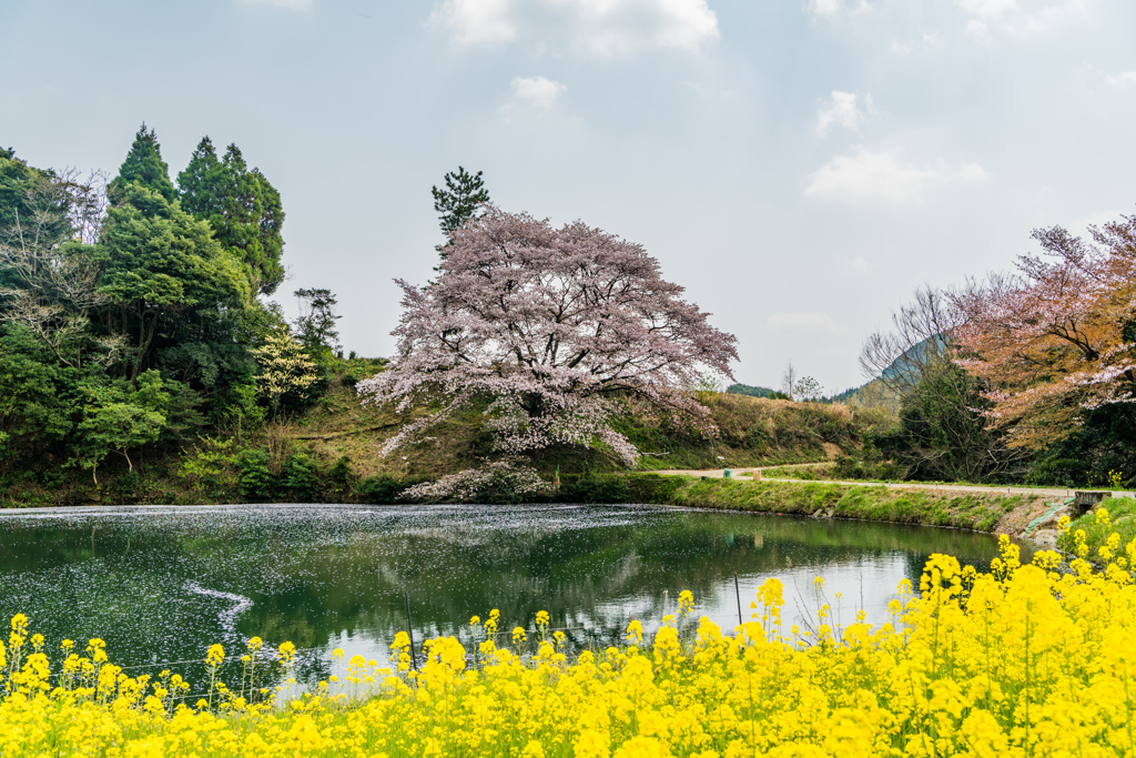 ジラカンス桜-2