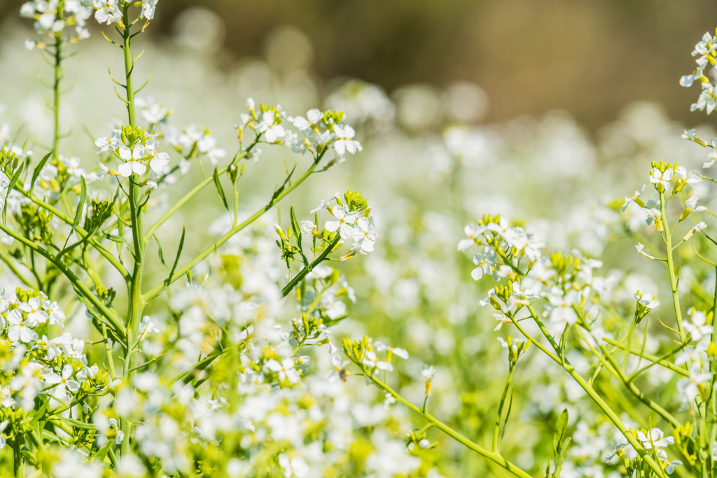 白い菜の花 By Koichifun Id 写真共有サイト Photohito