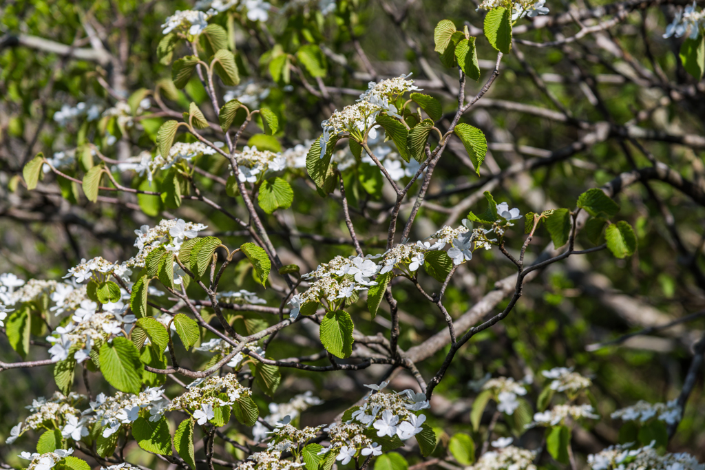 オオカメノキ-1