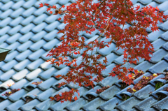 白石神社のモミジ-1