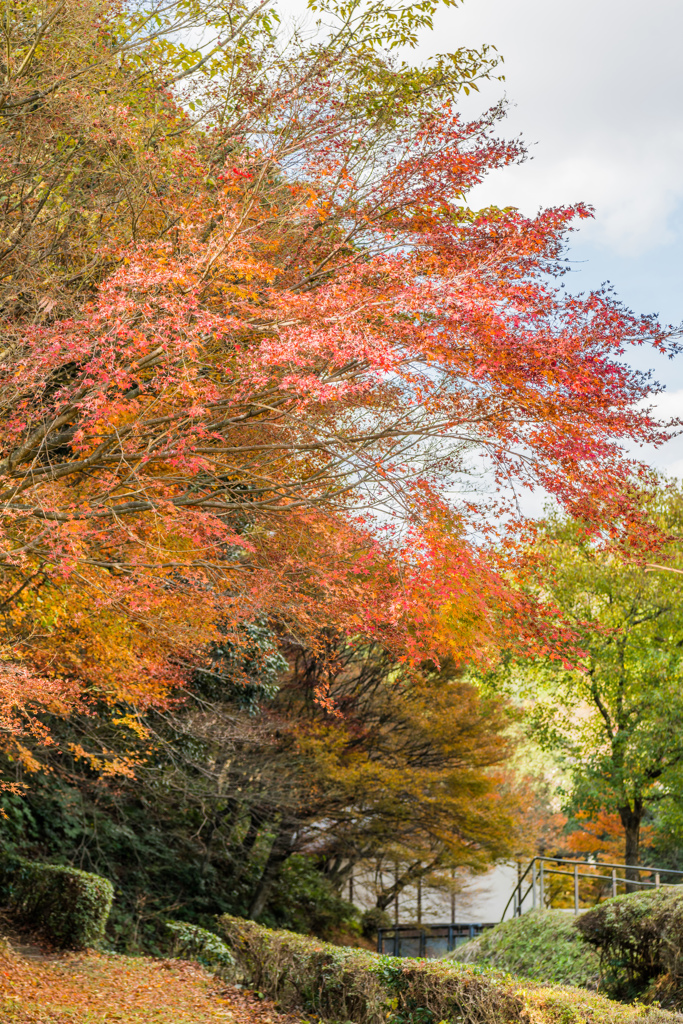 泉山磁石場の紅葉-2