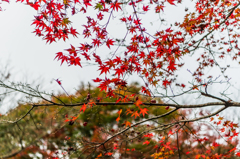 竜門峡の紅葉-2