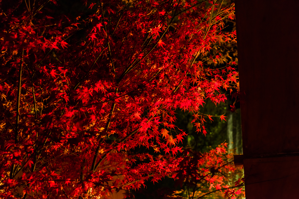 清水竹灯り-紅葉-1