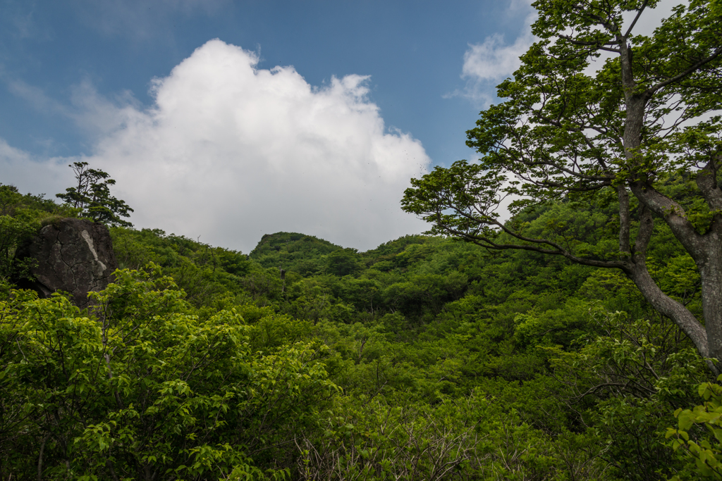 霧氷がきれいだった森