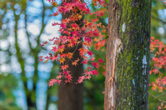 若宮八幡宮の紅葉-6