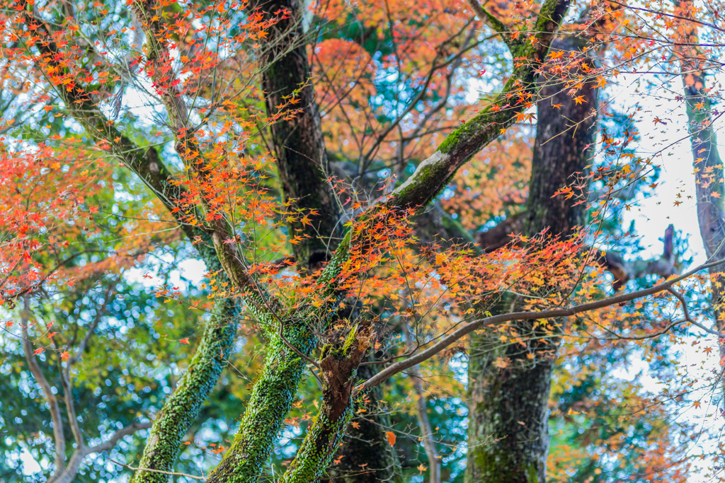 若宮八幡宮の紅葉-7