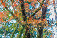 若宮八幡宮の紅葉-7