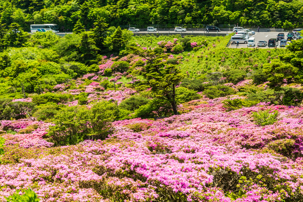 ミヤマキリシマと車の列
