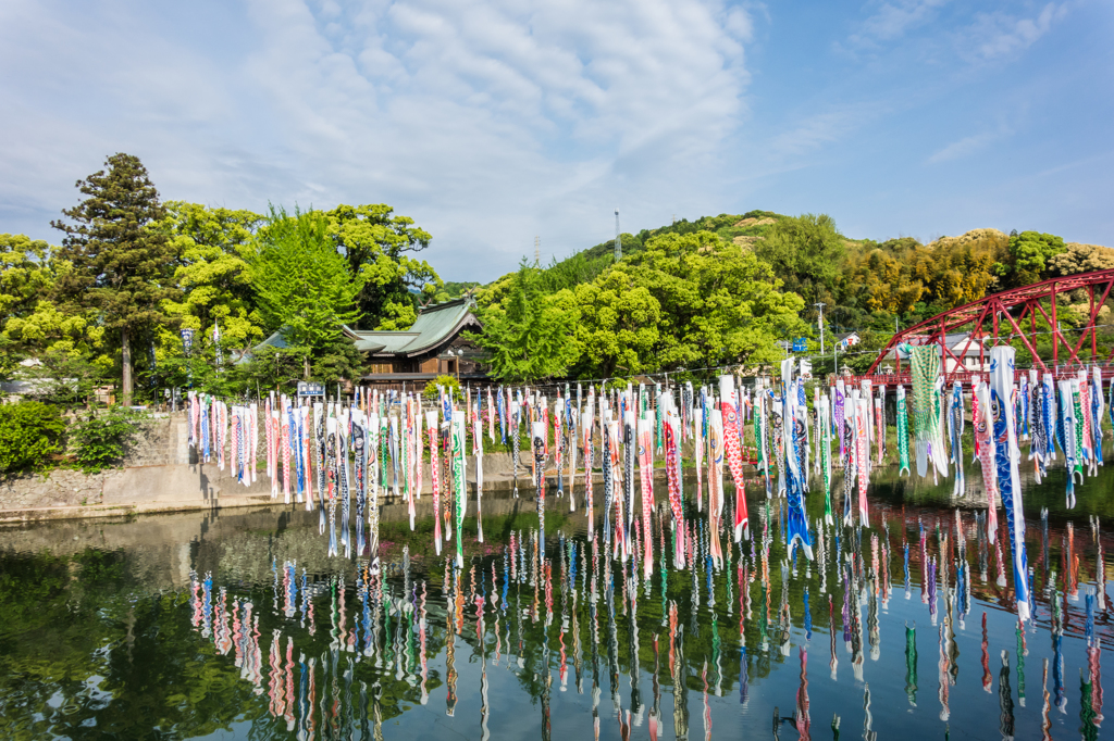 川上峡の鯉のぼり