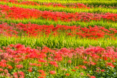 江里山棚田-7