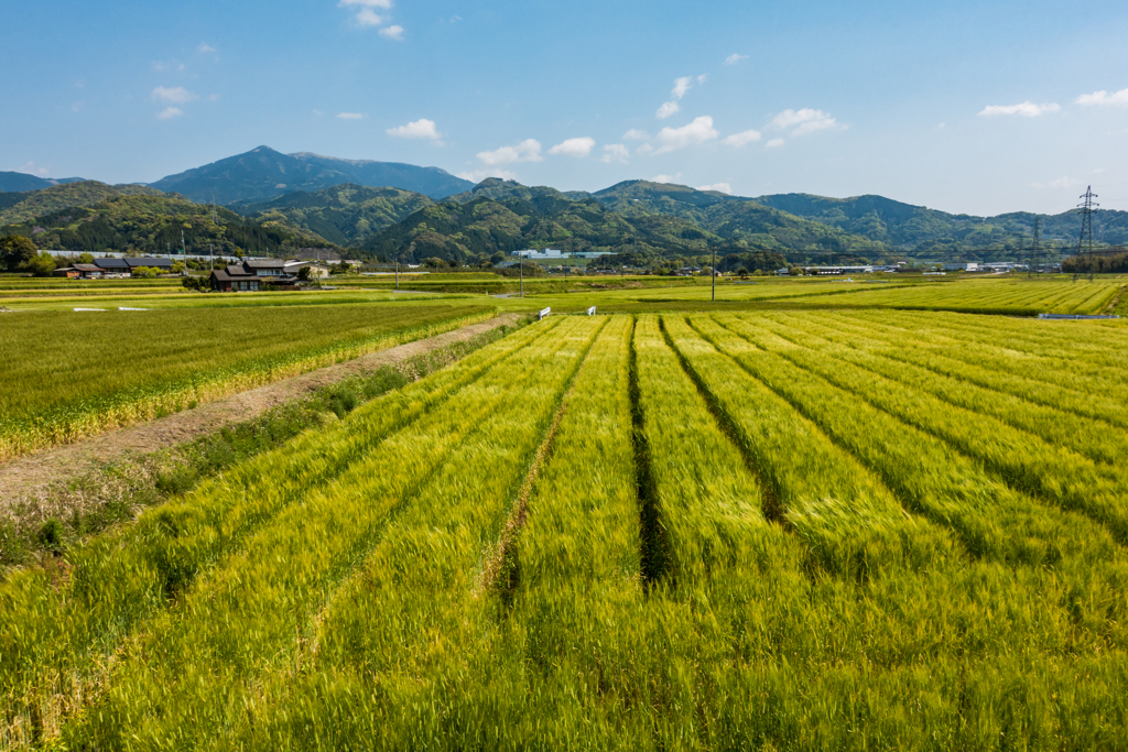 麦畑 by koichifun （ID：9522778） - 写真共有サイト:PHOTOHITO