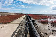 シチメンソウ群生地-2
