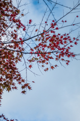 紅葉はじまりました