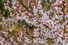散りゆく桜