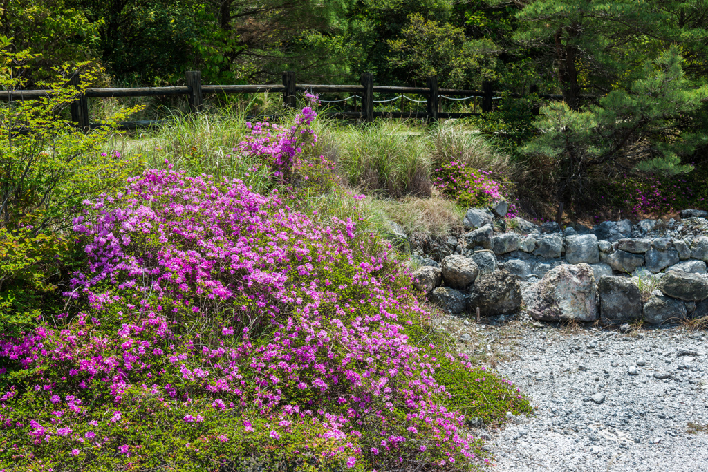 雲仙地獄のミヤマキリシマ-1