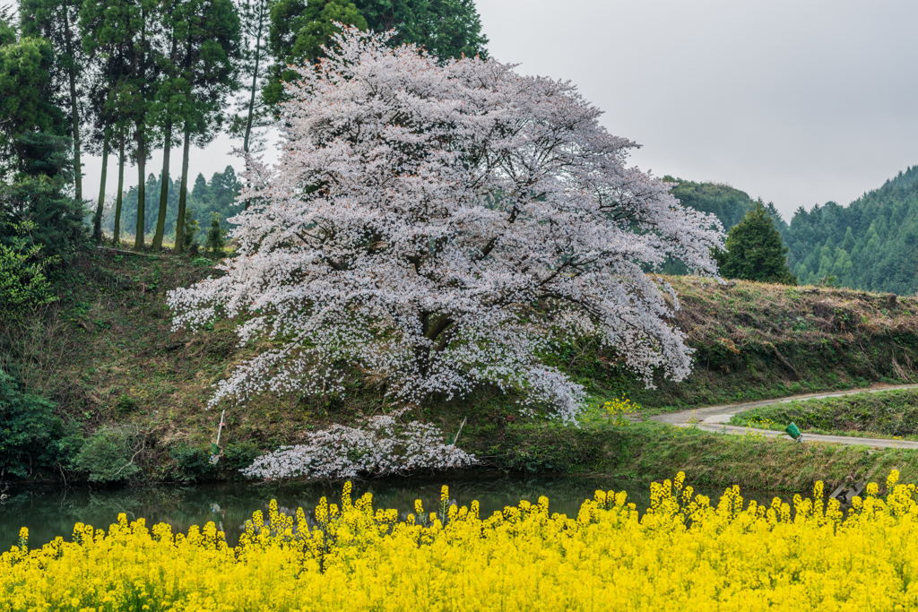 ジラカンス桜-8