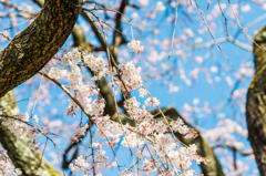 宝珠寺のしだれ桜-8